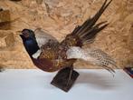 Taxidermie - Fazant, Ophalen of Verzenden, Gebruikt, Vogel, Opgezet dier