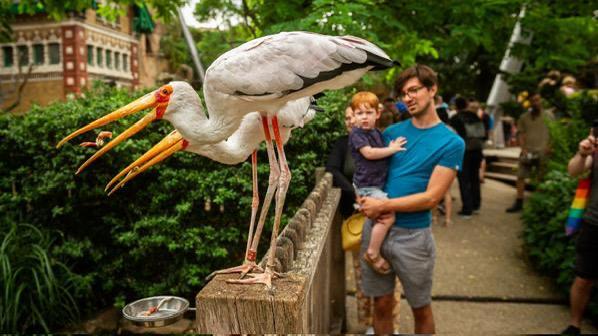 Tickets voor Zoo Antwerpen, Tickets en Kaartjes, Recreatie | Dierentuinen
