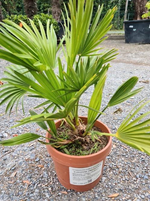 Europese dwergpalm - Chamaerops Humilis 'Siciliana ', Tuin en Terras, Planten | Tuinplanten, Ophalen