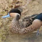 hottentottaling @ paradijshof, Dieren en Toebehoren, Pluimvee, Meerdere dieren, Eend