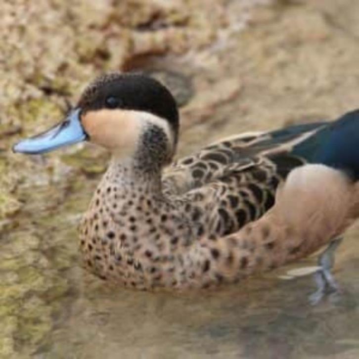 hottentottaling @ paradijshof, Dieren en Toebehoren, Pluimvee, Eend, Meerdere dieren