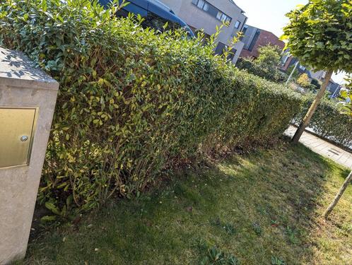 Ligustrum haag, Jardin & Terrasse, Plantes | Arbustes & Haies, Haie, Troène, 100 à 250 cm, Enlèvement