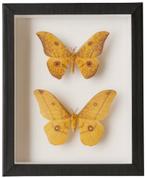 Cadre entomologique –2 papillons exotiques Saturniidae – 70€, Enlèvement ou Envoi, Neuf, Insecte, Animal empaillé