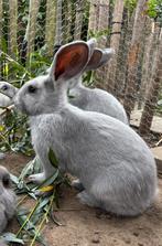 Blauw van Sint Niklaas, April, Meerdere dieren, Tam
