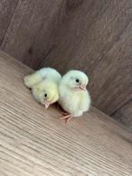 Vleeskuikens/ross308, Sexe inconnu