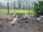 Broedeieren loopeenden forel / wildkleur, Dieren en Toebehoren