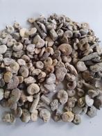 Grote partij ammonieten uit de thoracus Frankrijk, Verzenden