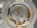 Mix groep neocaridina garnalen rood, oranje, geel, Kreeft, Krab of Garnaal, Zoetwatervis, Schoolvis