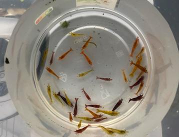 Mix groep neocaridina garnalen rood, oranje, geel beschikbaar voor biedingen