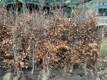 Beuken haag planten beschikbaar voor biedingen