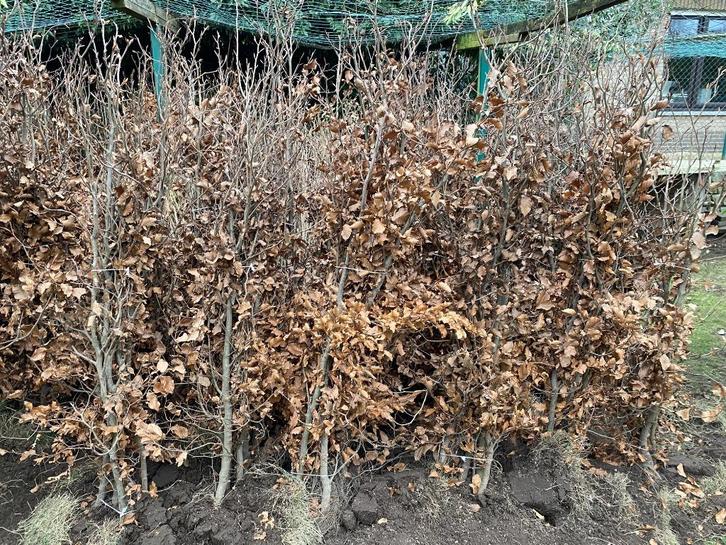 Beuken haag planten, Tuin en Terras, Planten | Struiken en Hagen, Struik, Haagbeuk, Ophalen of Verzenden