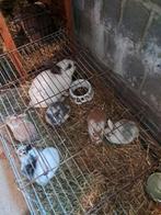 Dwergkonijntjes te koop, Animaux & Accessoires, Lapins, Sexe inconnu, Nain, 0 à 2 ans