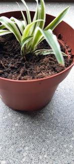 Graslelie, Huis en Inrichting, Kamerplanten, Groene kamerplant, Ophalen, Overige soorten, In pot