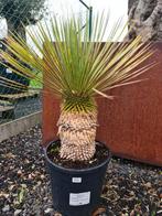 Yucca Rostrata - palmlelie, Ophalen