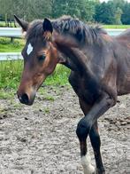 Merrie veulen Orak d’hamwyck, Dieren en Toebehoren, Paarden, Merrie, Onbeleerd, Springpaard, Gechipt