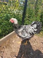 Wyandotte haan - Gratis, Dieren en Toebehoren, Mannelijk, Kip