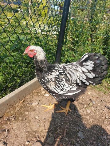 Wyandotte coq - Gratuit, Mâle, Poule ou poulet