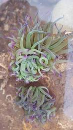 Anemoon wasroos( anemonia viridis) 3 stuks, Dieren en Toebehoren, Vissen | Aquariumvissen, Vis