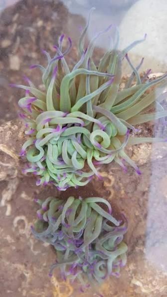 Anemoon wasroos( anemonia viridis) 3 stuks, Dieren en Toebehoren, Vissen | Aquariumvissen, Vis