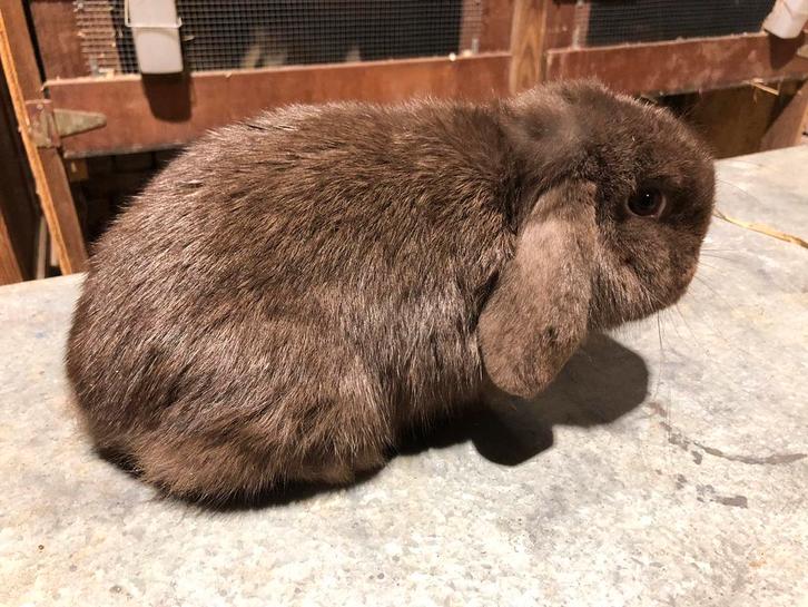 Minilop rammelaar, Dieren en Toebehoren, Konijnen, Dwerg, Mannelijk, 0 tot 2 jaar, Hangoor