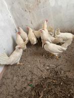 Jonge leghorns, Dieren en Toebehoren, Pluimvee
