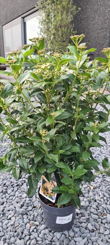 Viburnum Tinus  beschikbaar voor biedingen