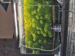 Waterpest  plant aquarium, Dieren en Toebehoren, Ophalen of Verzenden