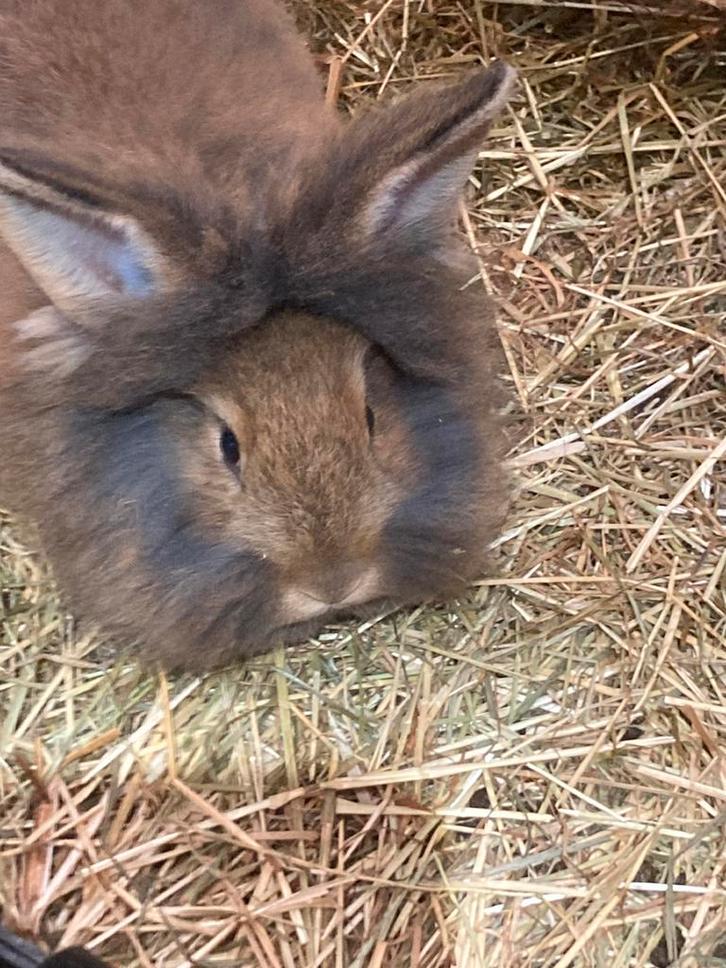Baardkonijn, Dieren en Toebehoren, Konijnen