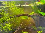 Guppies