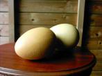 Paire d'œufs artificiels (15 cm), Enlèvement ou Envoi