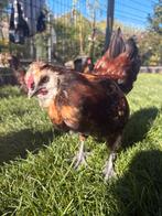 Zijdehoen/serama Mix, Dieren en Toebehoren, Pluimvee, Mannelijk, Kip