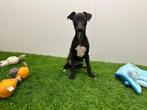 Italiaanse windhondjes pups, België, Overige rassen, 8 tot 15 weken, CDV (hondenziekte)