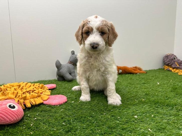 Portée de chiots Goldendoodle F2, Animaux & Accessoires, Chiens | Sans pedigree, Plusieurs animaux, Éleveur | Professionnel, Plusieurs