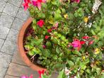 planten bloemen terrasplant, Tuin en Terras, Ophalen