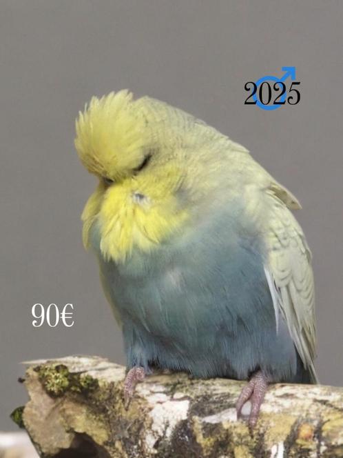 Parkieten met golvende houding, Dieren en Toebehoren, Vogels | Parkieten en Papegaaien, Mannelijk