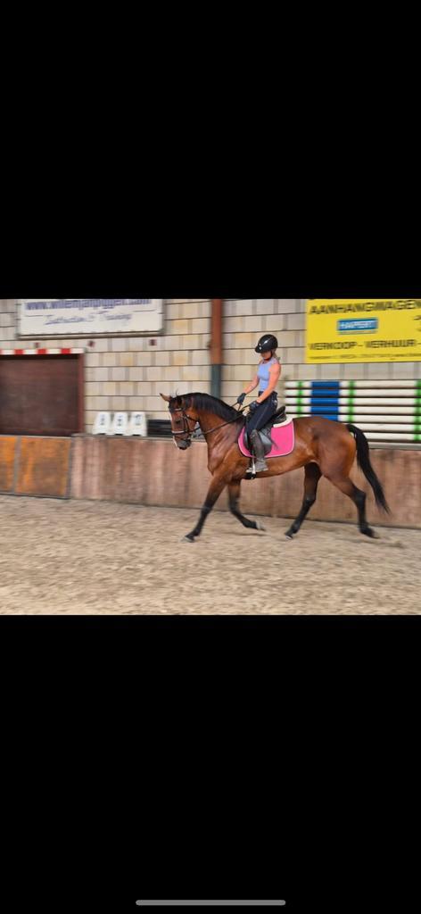 Superbe jument sbs, Animaux & Accessoires, Chevaux, Jument, L