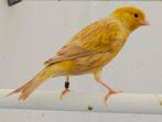 Goud isabel kanaries (TT kwaliteit), Dieren en Toebehoren, Vogels | Kanaries, Meerdere dieren, Kleurkanarie