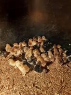 Kuikens Brahma goudpatrijs en porselein, Dieren en Toebehoren, Pluimvee