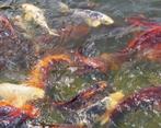 Koi’s 40 à 60cm te koop wegen stopzetting vijver, Dieren en Toebehoren, Vissen | Vijvervissen, Karper of Koi