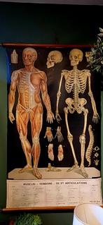 Menselijk skelet, schedel, anatomisch, school plaat, Antiek en Kunst, Antiek | Schoolplaten, Ophalen, Natuur en Biologie