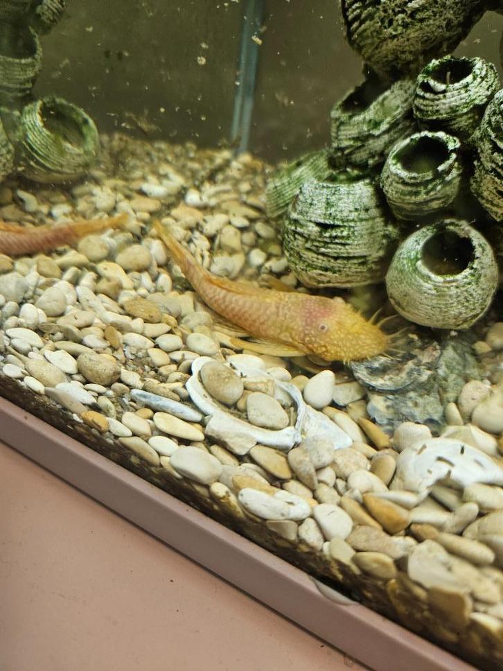 25 liter aquarium met 3 visjes, Dieren en Toebehoren, Vissen | Aquariumvissen