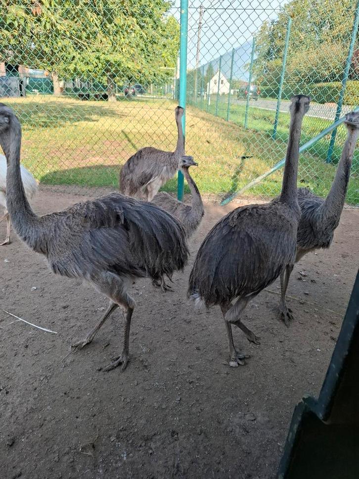 jonge Nandoes  halfwas, mooie rustige dieren uit dierenpark, Dieren en Toebehoren, Pluimvee, Overige soorten, Meerdere dieren