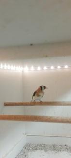 Parva putters Bruin Agaat, Dieren en Toebehoren, Mannelijk, Wildzangvogel, Geringd