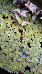 plante flottante aquarium, Dieren en Toebehoren, Ophalen, Zo goed als nieuw