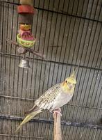 Valkparkiet man, Mâle, Perruche