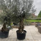 Olijfboom super stamomtrek 60/80cm, Ophalen of Verzenden, Bodembedekkers