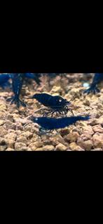 Royal blue tigers orange eyes, Kreeft, Krab of Garnaal