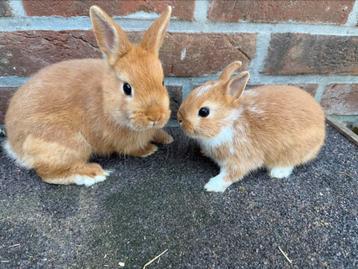 2 kleurdwergjes, Plusieurs animaux, Nain, 0 à 2 ans