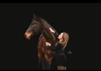 Lieve irish sporthorse allrounder!, Animaux & Accessoires, B, Hongre, 11 ans ou plus, 165 à 170 cm