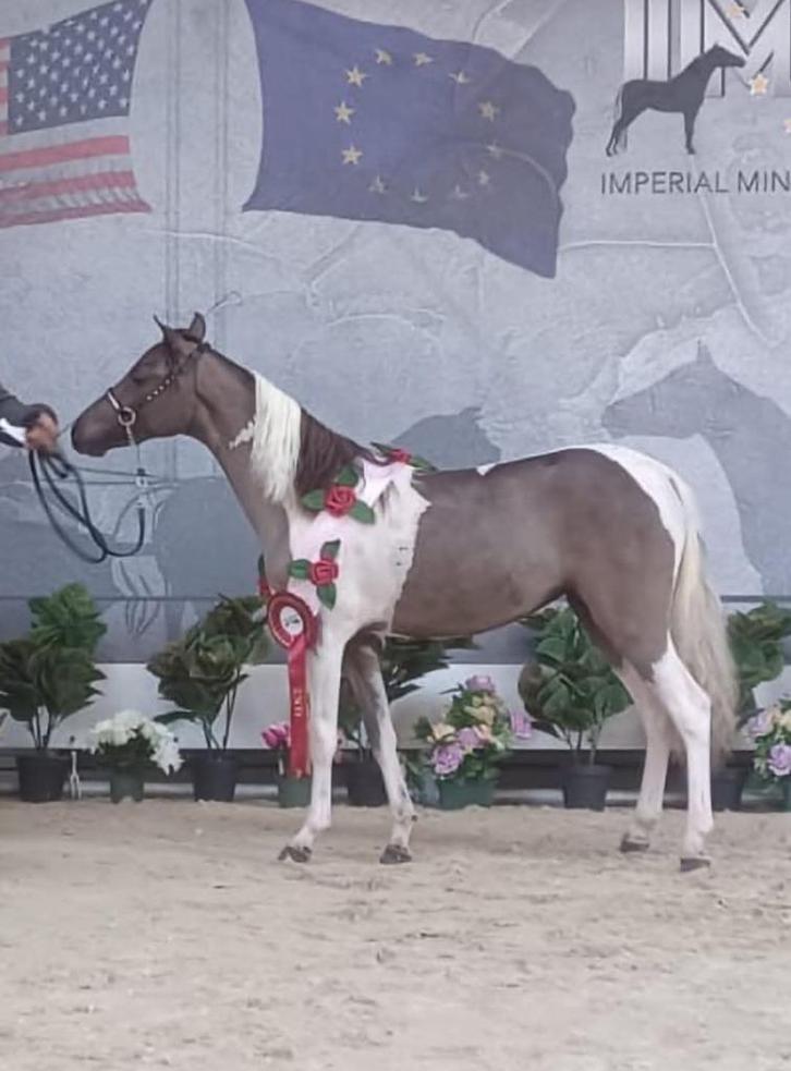 Miniatuurpaard Amhr-aspc merrie, Dieren en Toebehoren, Pony's, Merrie, Niet van toepassing, A pony (tot 1.17m), Recreatiepony